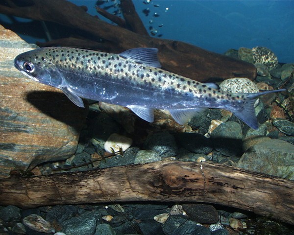 CDFW Upper Sacramento River Basin Salmonid Monitoring