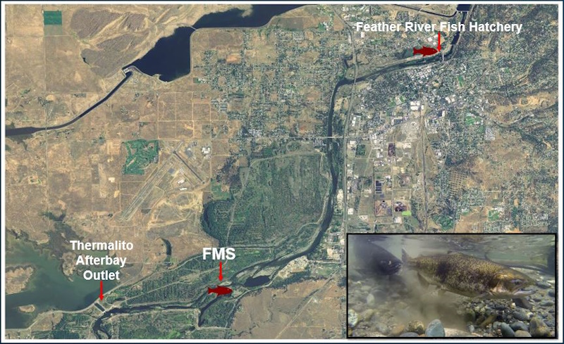 Map showing location of the Feather River Fish Monitoring Station (FMS)