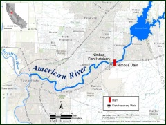 Lower American River