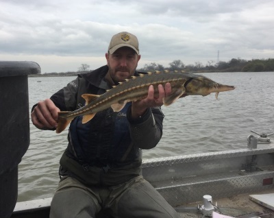 Juvenile Green Sturgeon