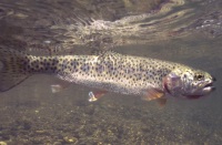 Coastal Cutthroat