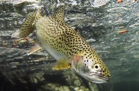 Coastal Cutthroat Trout