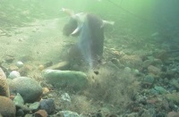 Female Chinook digging redd