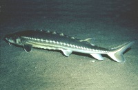 Green Sturgeon 