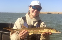 Juvenile Green Sturgeon