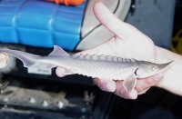 Juvenile White Sturgeon