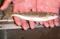 Juvenile Cutthroat Trout