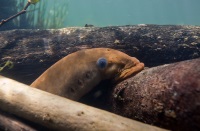 Pacific Lamprey 