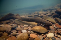 Pacific Lamprey 