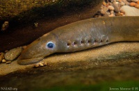 Pacific Lamprey 