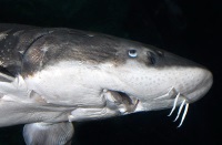 White Sturgeon (Acipenser transmontanus) width=