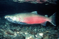 Coho Salmon