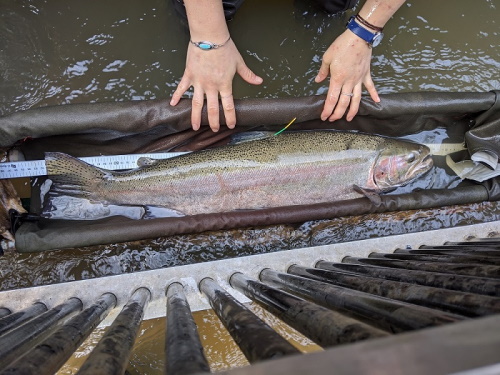 California Monitoring Program (CMP)