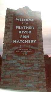 Feather River Hatchery