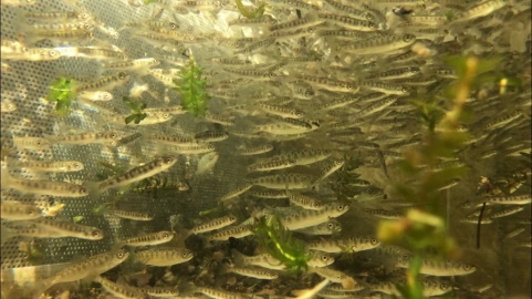 Juvenile Salmon.