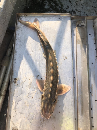 Sturgeon